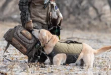 The Essential Guide to Choosing Elite Duck Hunting Dogs in 2026